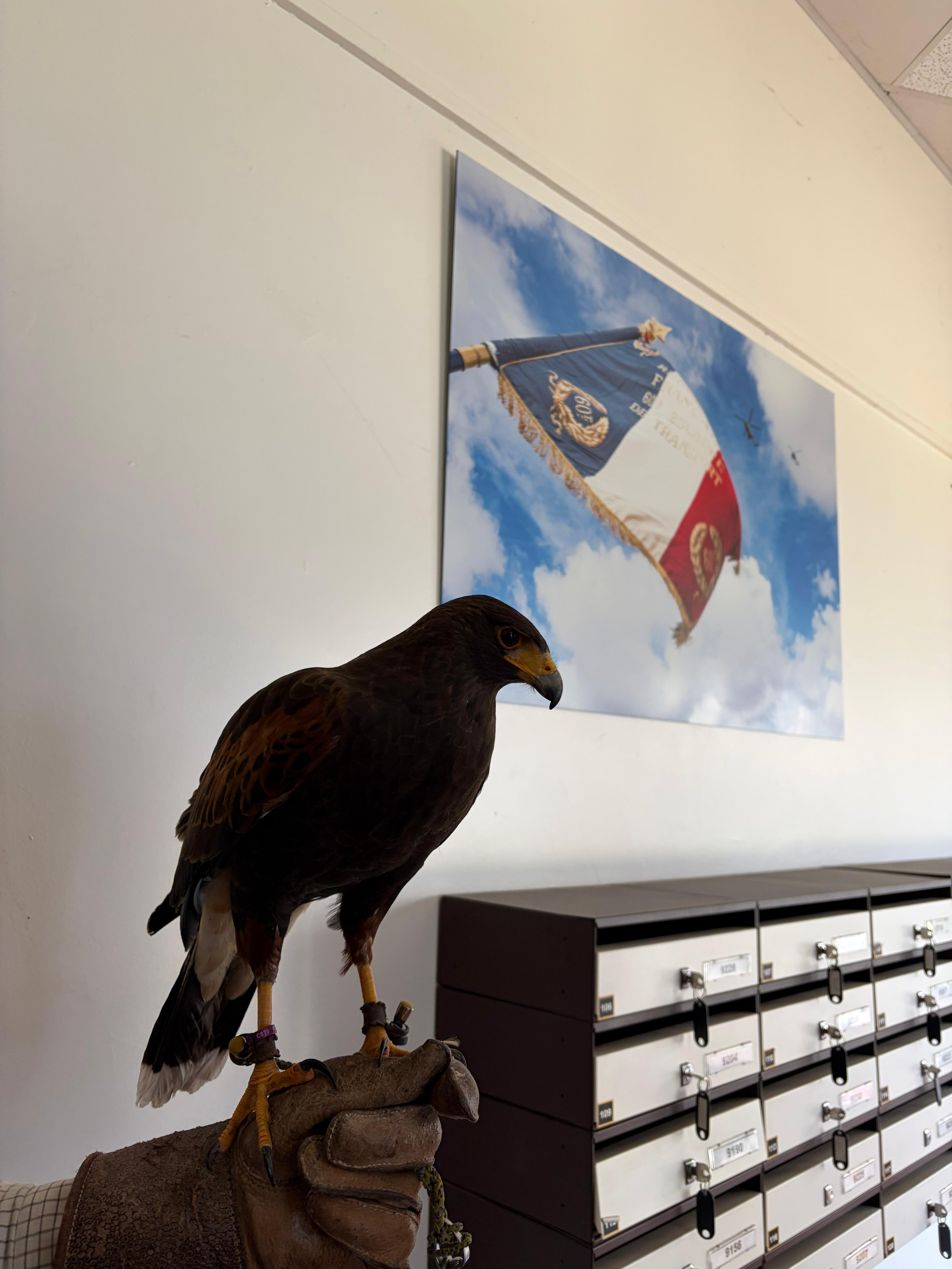 Le faucon du maître fauconnier de la BA 107, devant le drapeau de l'escadrille